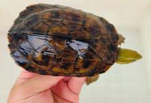 想养龟？选大龟反而更省心？这些真相一定要知道