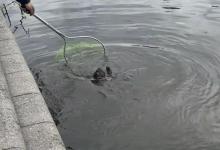 辽宁男子在美国钓获米级鳄龟，运回国至少30000起？网友炸锅：你还是直接炖了吧！