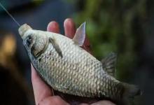 秋末野钓鲤鱼停口？老钓友分享3招，天气越冷上鱼越疯狂！