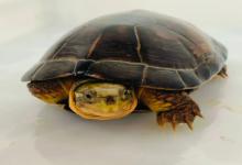 秋季买龟是“捡漏”还是“踩坑”？龟友买龟注意避坑