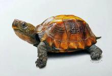 龟献长寿，国迎华诞！这份“龟”宿里的国庆祝福请收下