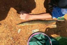 刀鳅鱼去哪了？曾经农村随处可见，如今却近十年没再见过，你那还有吗？