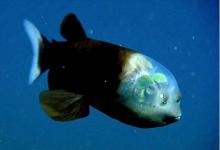 我敢打赌，这5种鱼，你一种都没钓到过