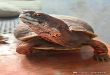 我靠一只乌龟，实现了“长期主义”财富自由