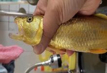 全国首例？辽宁男子钓获“黄金马口鱼”，网友：不会是P的吧？