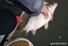 钓黑坑鲫鱼时的正确垂钓节奏