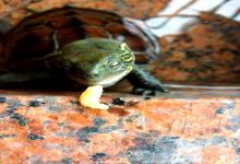 10万龟友急问！秋季养龟“夺命陷阱”，90%养龟人做错过这3点！龟苗一周暴毙真相！