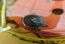 养龟四少箴言：懒人养出长寿龟，少即是多的养护智慧