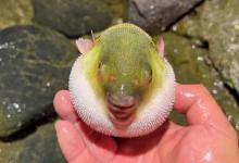 这种鱼千万不能吃！钓到请立即放生，有剧毒