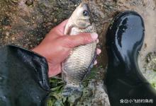 对付降温后不开口的鲫鱼，其实花2块钱就能解决了！