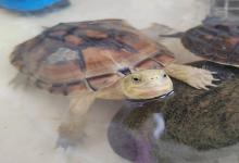 养龟人的快乐你不懂！这8个真相，让我彻底的沦陷……