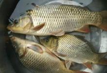 秋季野钓鲫鱼攻略,记住这几招,鱼获翻倍爽到爆!