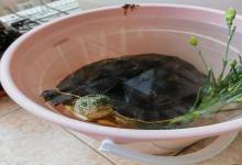 龟的冷漠真相：它记得你的样子，却记不住你的感情——你是这三种角色中的哪一种？