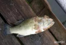钓塘出现水霉是清塘还是用药治疗？钓塘发现水霉从哪里开始下手？