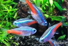 观赏鱼缸的水质浑浊用什么处理？冬季鱼缸水变浑浊怎么办？速看