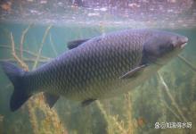 冬天鱼塘停食就停肥水对吗？冬季鱼塘需要肥水吗？疑惑的看过来