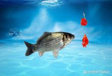 冬季用鲜虾饵钓鱼的4个注意事项