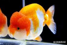 兰寿鱼缸亚硝酸盐高了怎么办？3 步快速降，别等鱼翻肚才着急