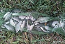 秋末钓鲫鱼，民间最强手竿钓法，专门用来钓大鲫