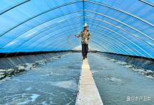 寒潮对东棚养虾有哪些影响？如何应对寒潮对东棚养虾的影响？速看