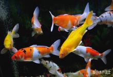 锦鲤鱼缸有腥味怎么解决？新手养鱼遇到鱼缸有腥臭味该怎么解决？