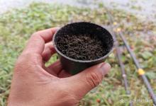 野钓鲫鱼遇到这几种情况，立马挂上蚯蚓试试，会有意外惊喜！