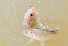 水下有鱼就是不开口？三招精准找鱼层，告别“假信号”秒变连竿！