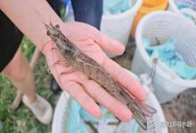 冬季养虾吃料差，长势慢怎么改善？低温天气虾吃料慢 不长个 怎么办？