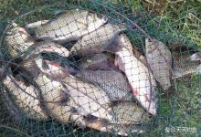 秋末钓鲫鱼，用饵符合3大原则，轻松敲开鱼嘴巴