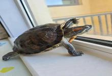 乌龟界三大“白眼狼”，谁养谁崩溃！第1个几乎人人都踩坑？