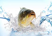 在低密度黑坑和高密度黑坑钓鱼的区别