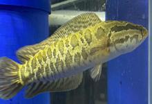 钓鱼人的7位“强大对手”：你征服了几位？