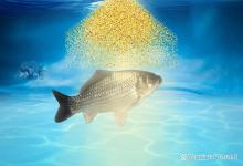 钓黑坑鲫鱼散炮的使用技巧