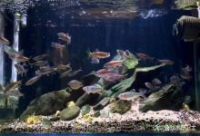 鱼缸水质浑浊用什么办法清除？做好五个步骤，三天就清澈见底！