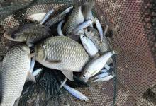 别急着封竿！这5种鱼天越冷越好钓，现在下竿正当时