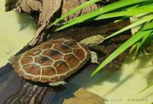 为什么资深龟友最终都回归草龟？这五点说到心坎里