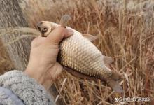 野钓鲫鱼的节奏控制方法