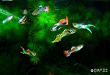 为啥孔雀鱼缸总浑浊发白？90% 鱼友踩 3 个坑，难怪水质越养越浑！