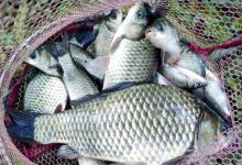 冬天钓鲫鱼？深水区根本没用！这3个“黄金窝点”才是爆护关键