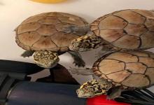 养龟界的暴脾气刺客！新人误入坑，200元买来的不是萌宠是小噩梦……