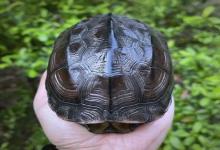 国龟之争：黄缘闭壳龟凭什么逆袭中华草龟？它的这些特质让人无法拒绝