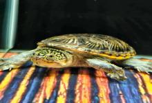 这六种龟咬人有多疼？尤其第一种，咬住不松口