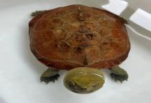 龟族密语：一只社恐草龟自述的生存日记！看完想给它配舒缓BGM