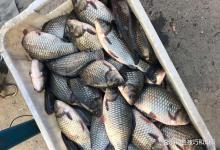 冬天黑坑正钓鲫鱼的4个要领