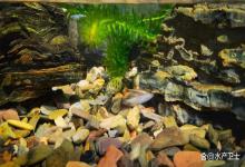 鱼缸里的水浑浊之后，为什么越换水越浑浊？这3个禁忌新手要避开