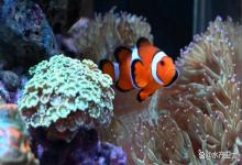 海缸亚硝酸盐怎么降下来最快？海缸怎么可以快速降低亚硝酸盐？