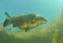 鱼窝vs鱼道，钓鱼人必须搞懂的“家”与“路”，找准了连竿不断！