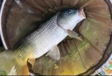 天冷钓鲤鱼！老钓友秘传“3不钓、5必守”口诀，冷天连竿爆护太疯狂！