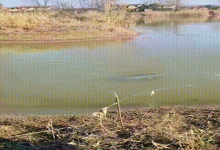 江豚见着人就“吐口水”，“长江微笑天使”跟“街溜子”一样没礼貌？