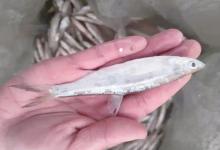 白条鱼“肉多刺少”遭钓鱼人嫌弃，宁愿要小鲫鱼！现实版“丢了西瓜捡芝麻”？